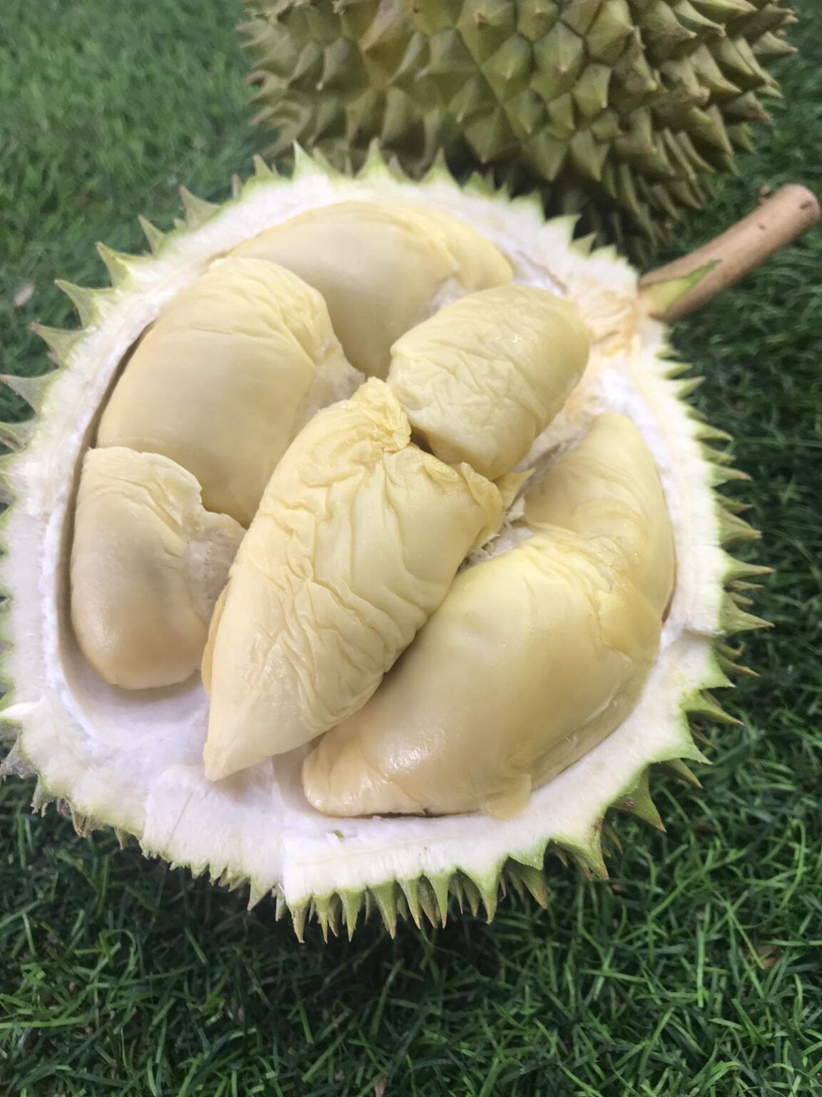 Order Premium XO Durians Online Singapore Durian Express Delivery