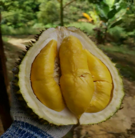 Durian cut in half | Durian Express Delivery